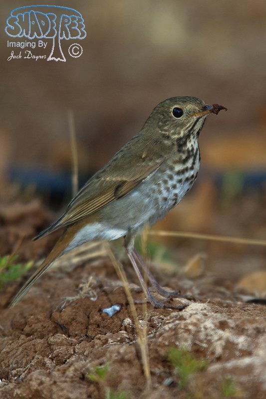 Hermit Thrush - Catharus guttatus