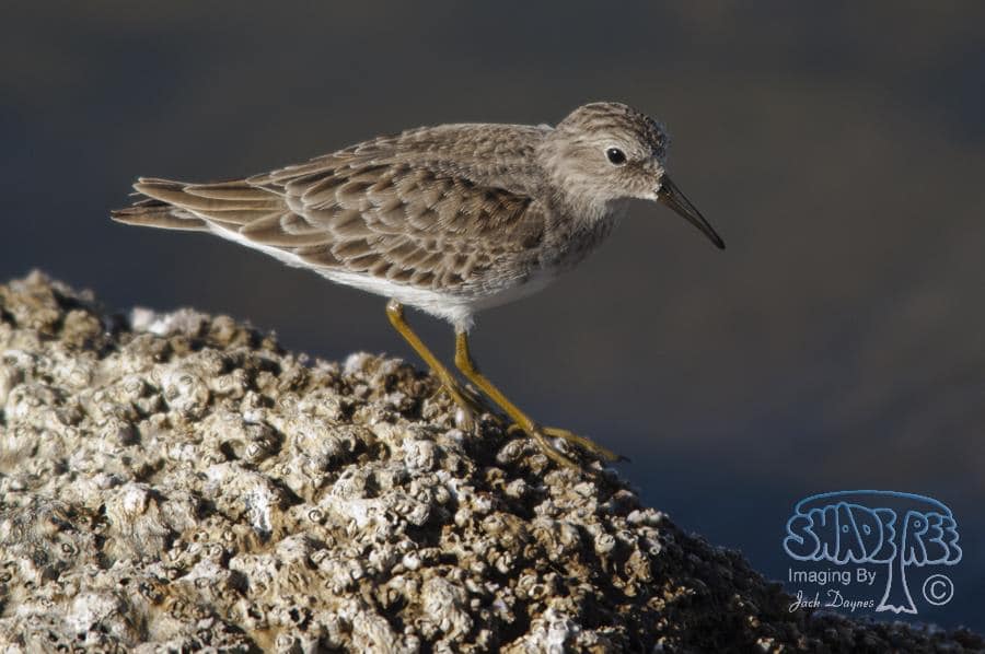 Least Sandpiper - Calidris minutilla