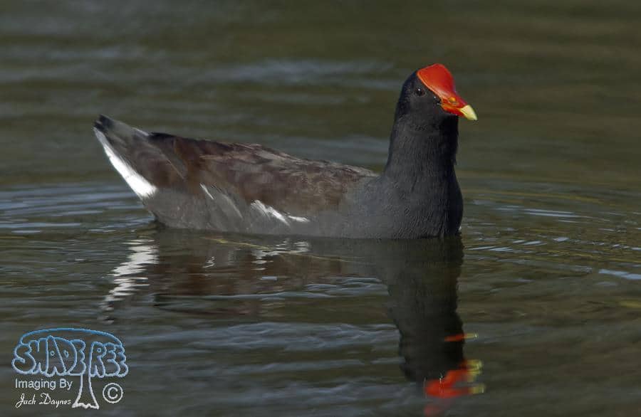 Common Gallinule - Gallinula galeata