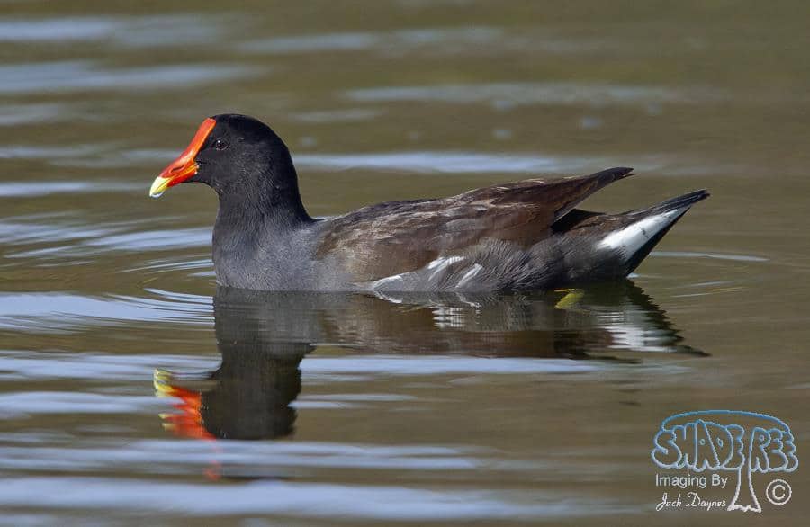 Common Gallinule - Gallinula galeata