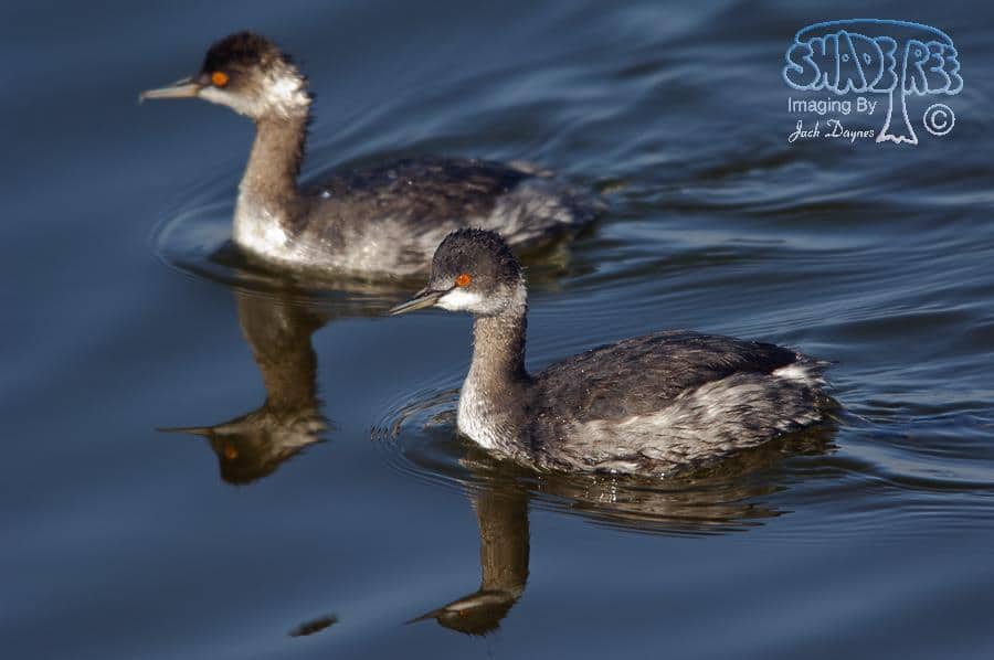 Eared Grebe - Podiceps nigricollis