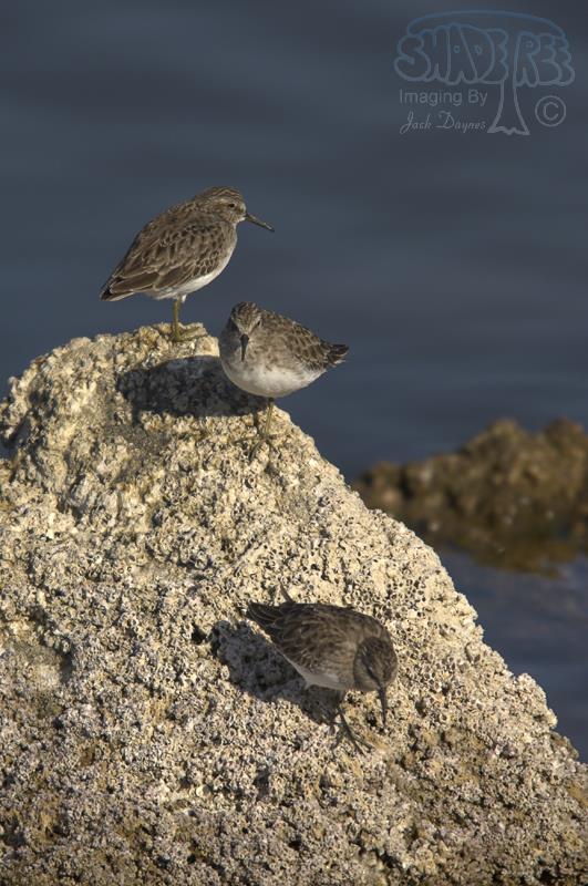 Least Sandpiper - Calidris minutilla