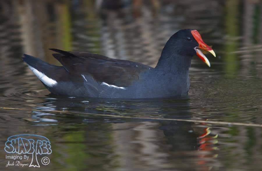Common Gallinule - Gallinula galeata