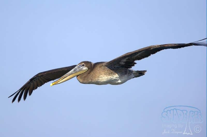 Brown Pelican