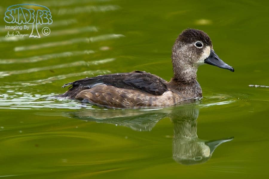 Ring-necked Duck - Aythya collaris