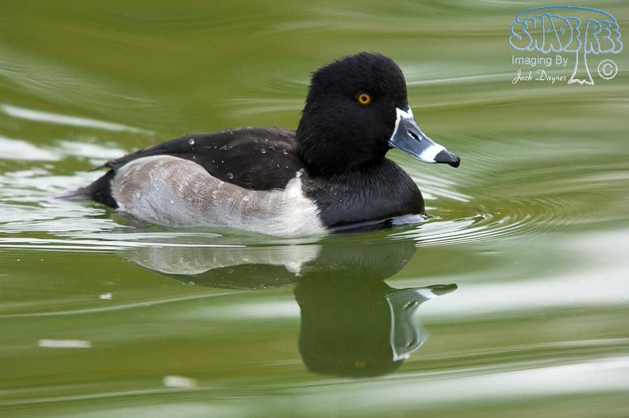Ring-necked Duck - Aythya collaris