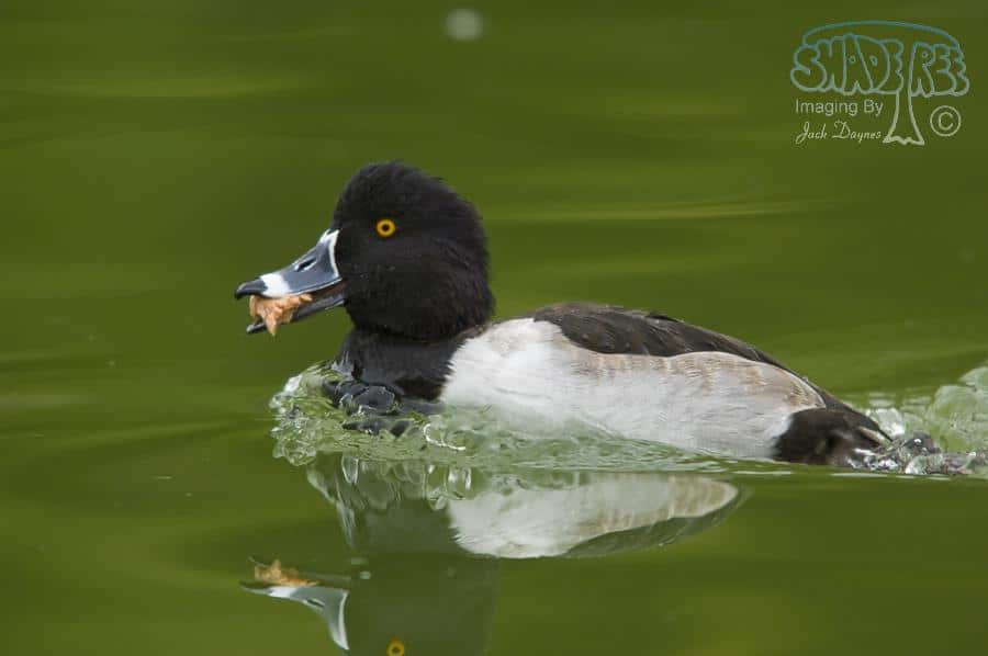 Ring-necked Duck - Aythya collaris