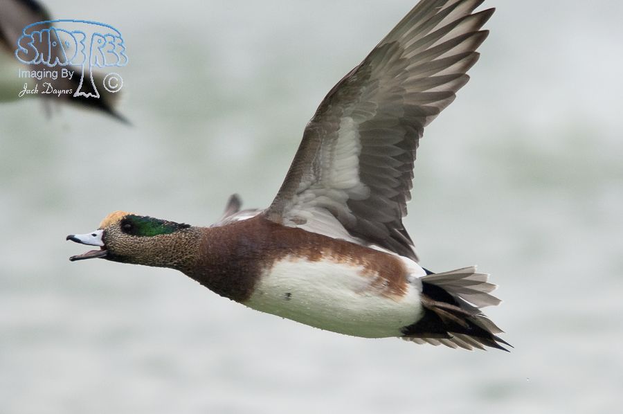 American Wigeon - Mareca americana