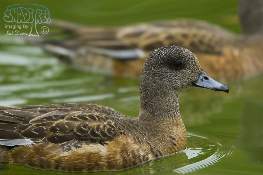 American Wigeon - Mareca americana