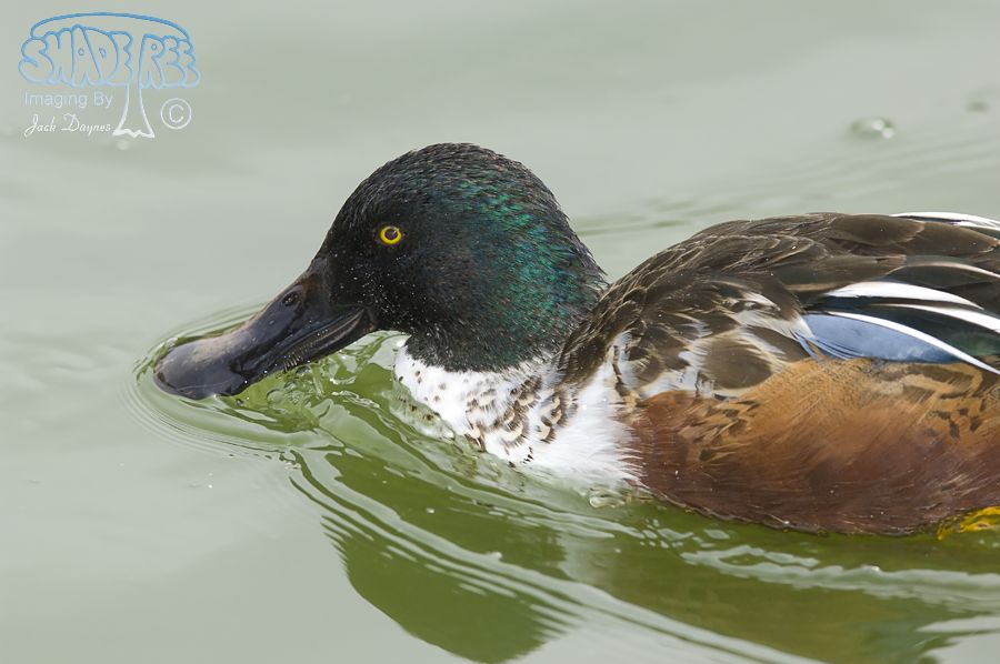 Northern Shoveler - Spatula clypeata