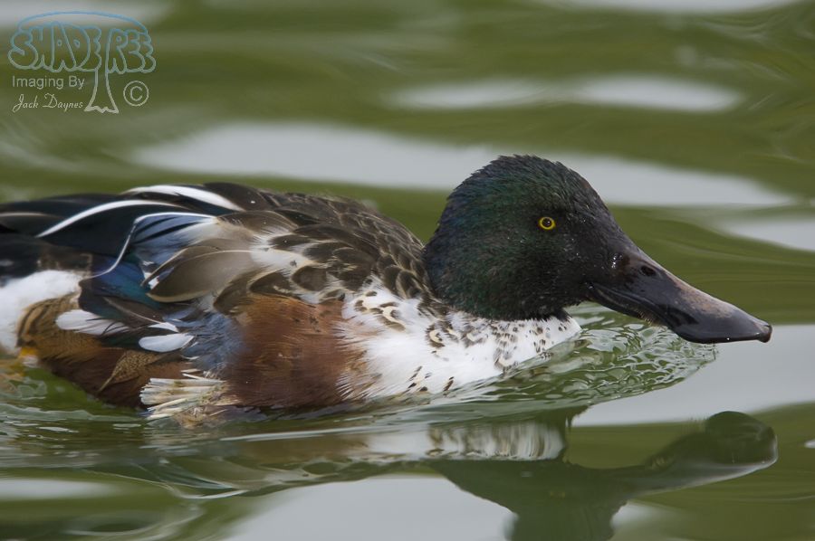 Northern Shoveler - Spatula clypeata