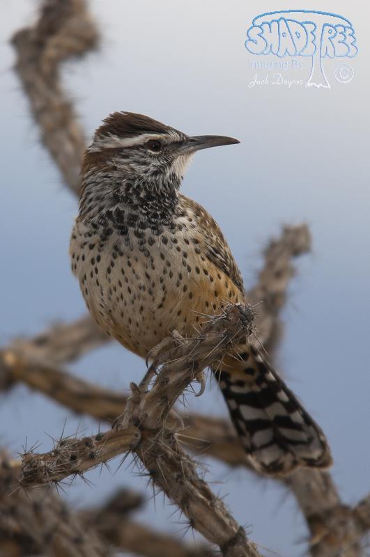 Cactus Wren - Campylorhynchus brunneicapillus
