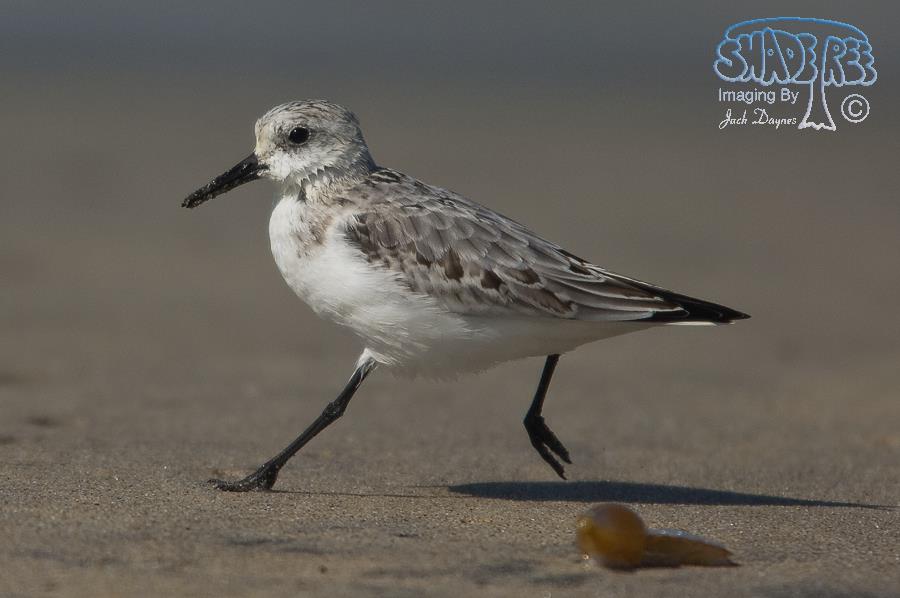 Sanderling - Calidris alba