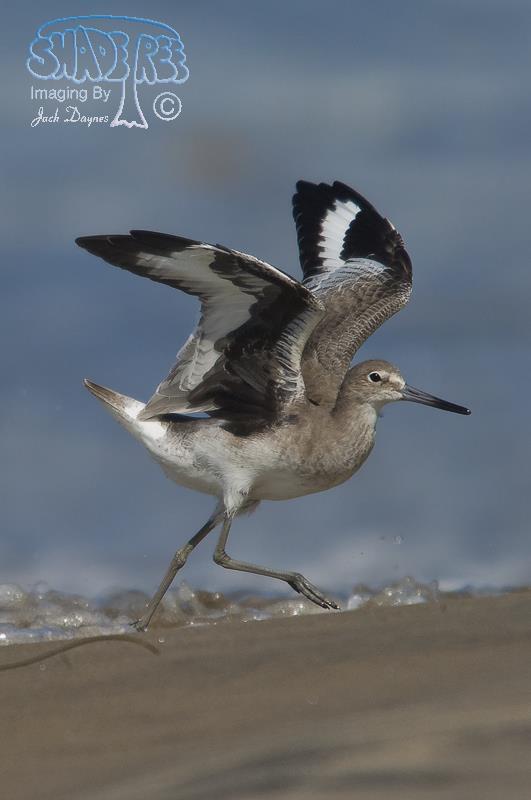 Willet - Tringa semipalmata