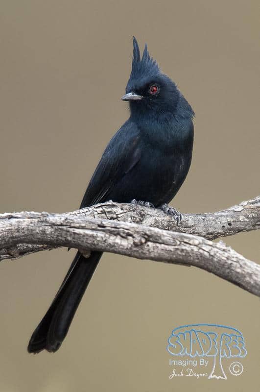 Phainopepla - Phainopepla nitens