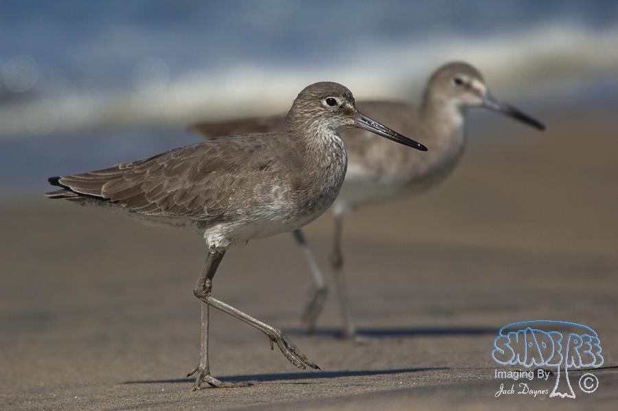 Willet - Tringa semipalmata