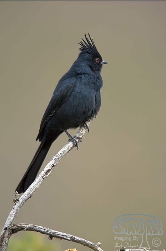 Phainopepla - Phainopepla nitens