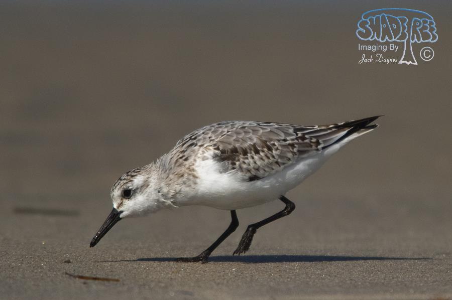 Sanderling - Calidris alba