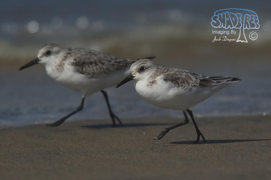 Sanderling - Calidris alba