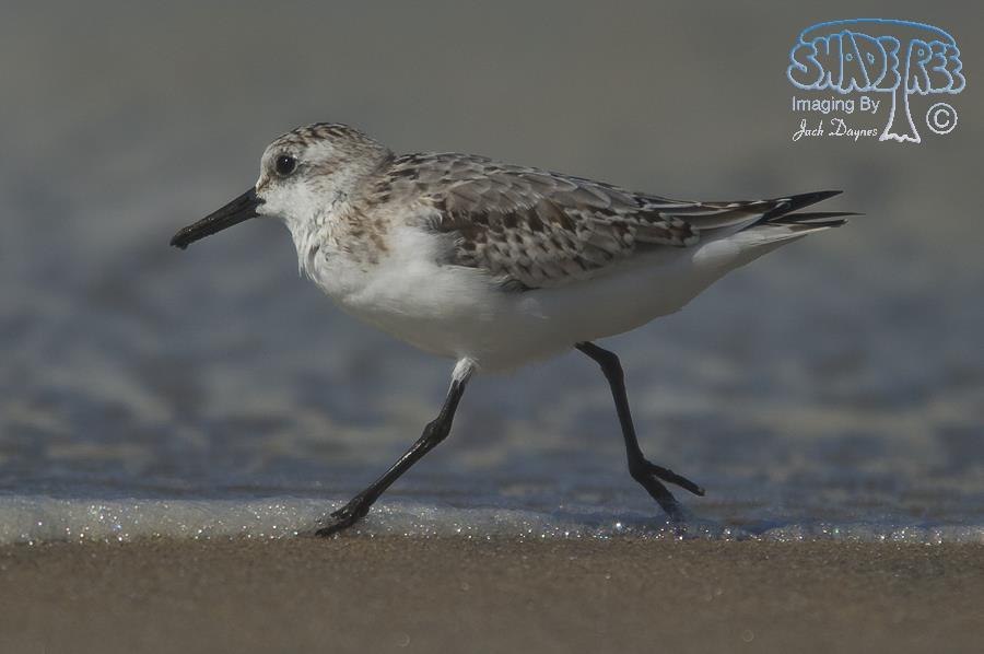Sanderling - Calidris alba