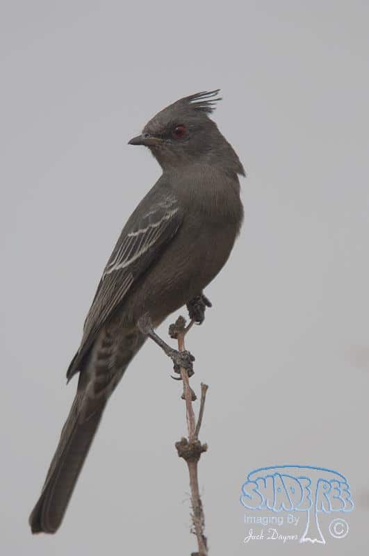 Phainopepla - Phainopepla nitens