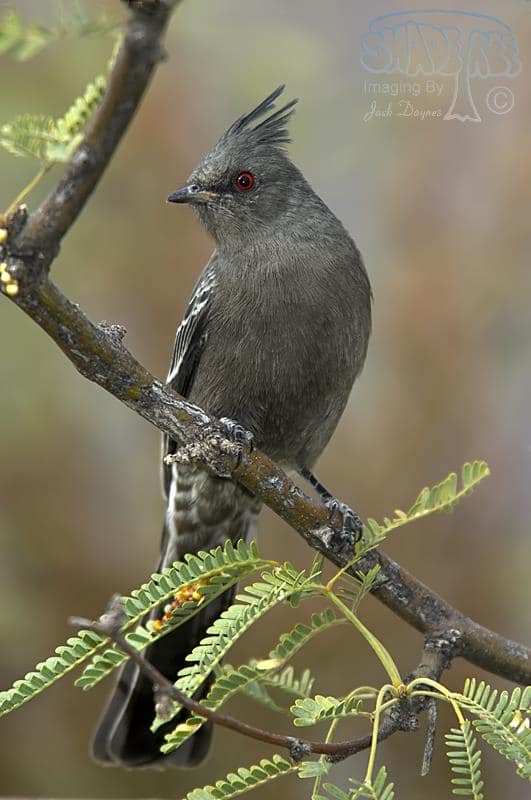 Phainopepla - Phainopepla nitens