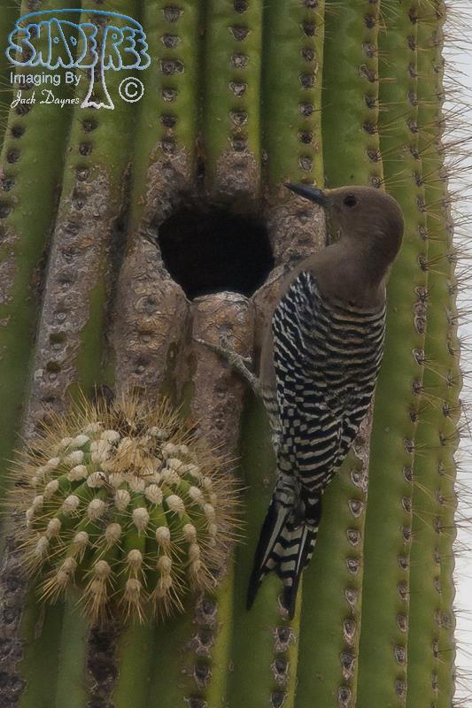 Gila Woodpecker - Melanerpes uropygialis