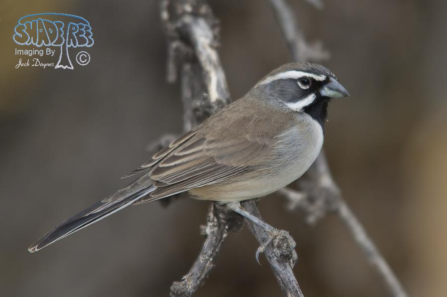 Black-throated Sparrow - Amphispiza bilineata