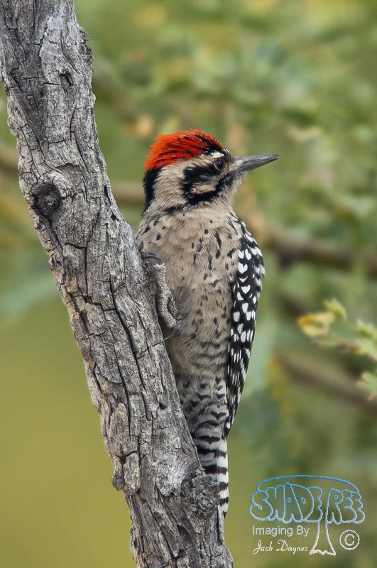 Ladder-Backed Woodpecker - Dryobates scalaris