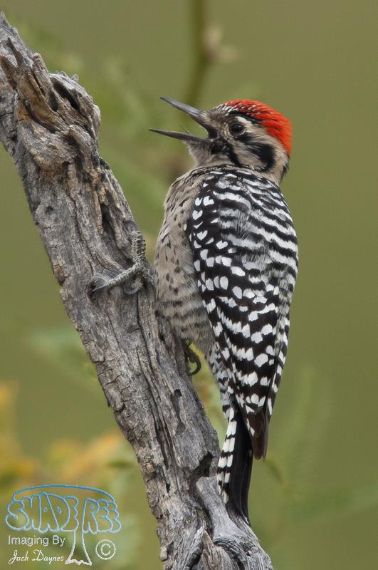 Ladder-Backed Woodpecker - Dryobates scalaris