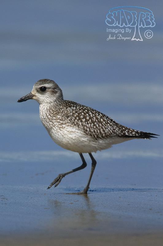 Black-Bellied Plover - Pluvialis squatarola