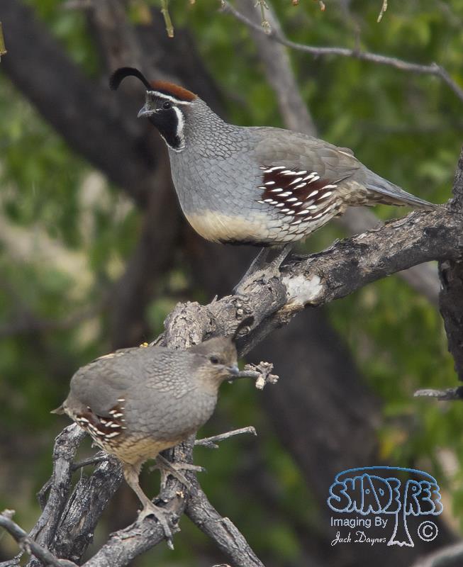 Gambel's Quail - Callipepla gambelii