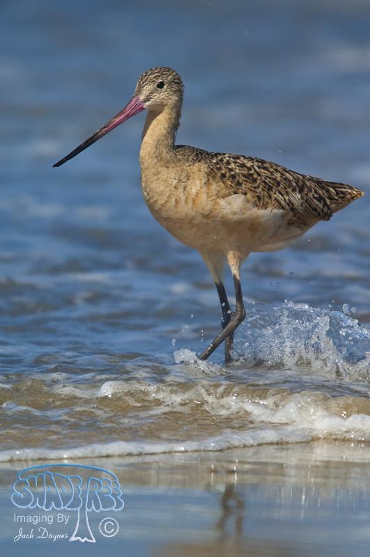 Marbled Godwit - Limosa fedoa