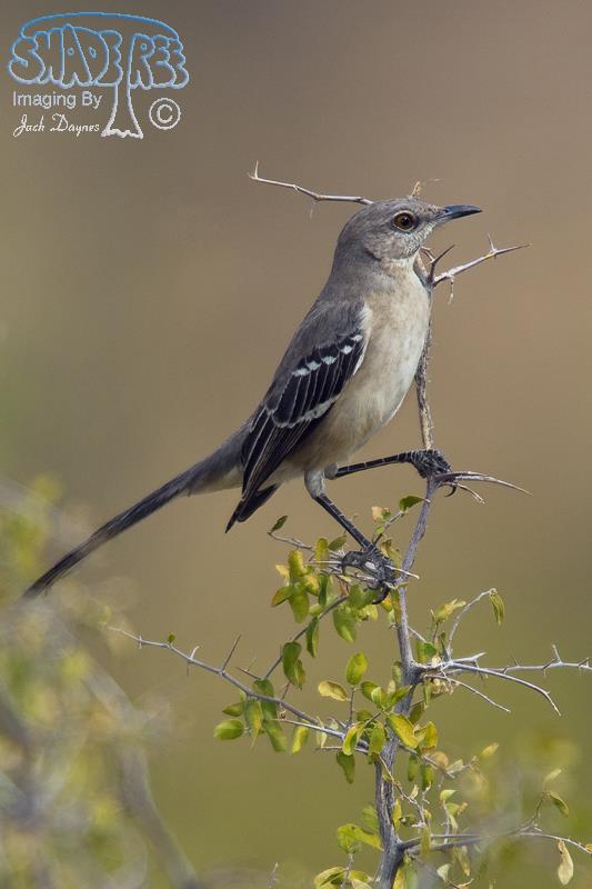 Northern Mockingbird - Mimus polyglottos