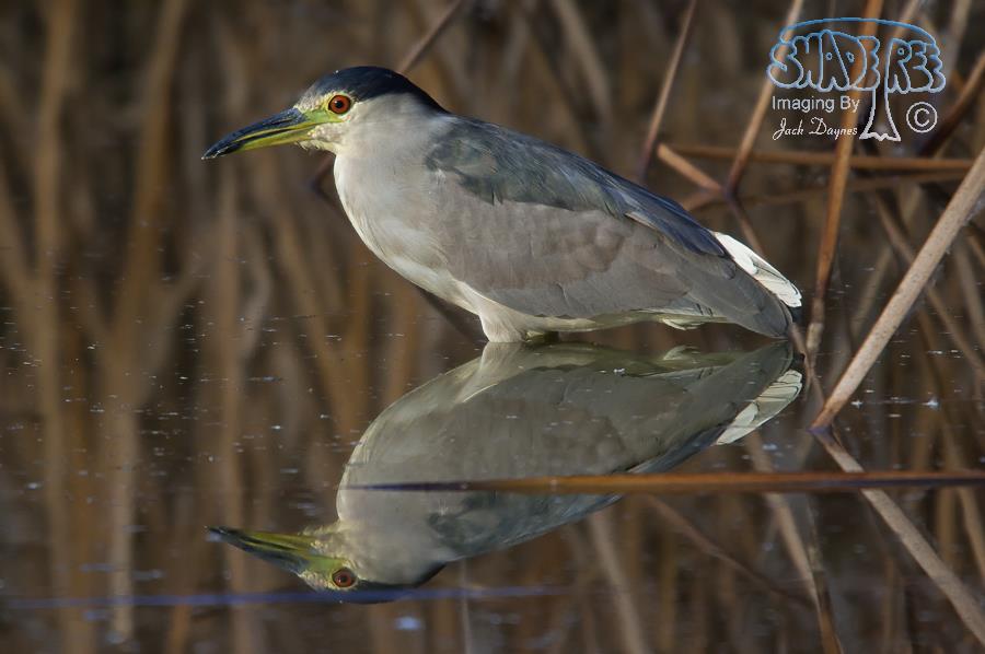 Black-Crowned Night-Heron - Nycticorax nycticorax