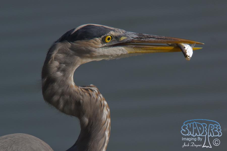 Great Blue Heron - Ardea herodias