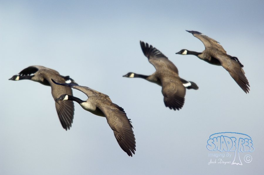 Canada Goose - Branta canadensis