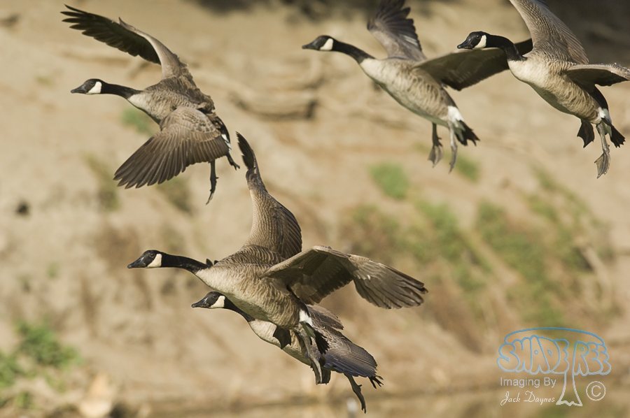 Canada Goose - Branta canadensis