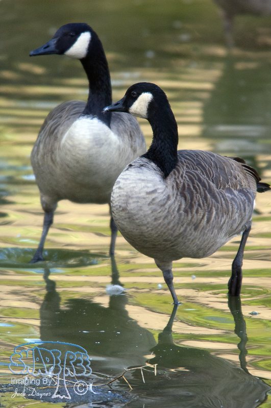 Canada Goose - Branta canadensis