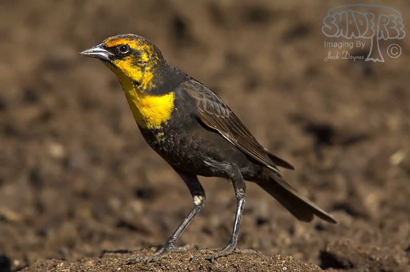 Yellow-Headed Blackbird - Xanthocephalus xanthocephalus