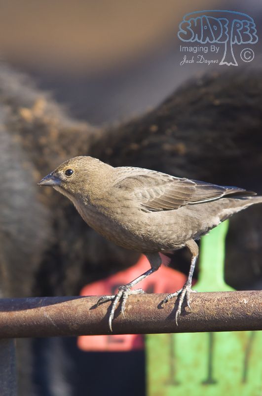 Brown-Headed Cowbird - Molothrus ater