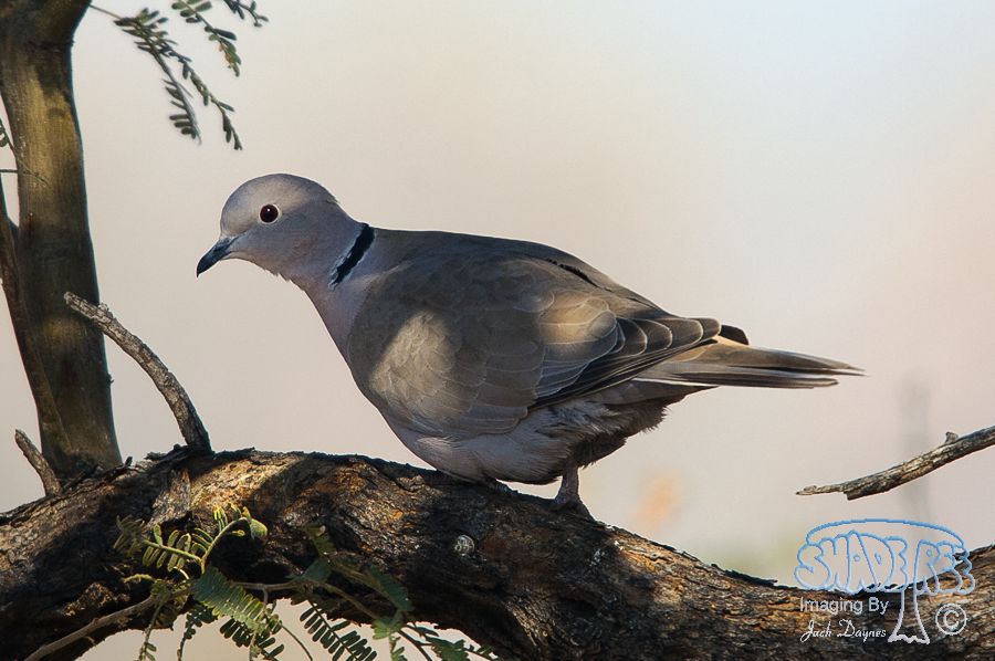 Eurasian Collared-Dove - Streptopelia decaocto