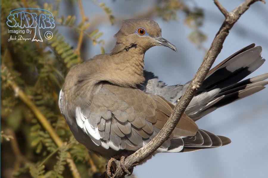 White-Winged Dove - Zenaida asiatica