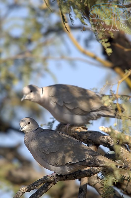Eurasian Collared-Dove - Streptopelia decaocto