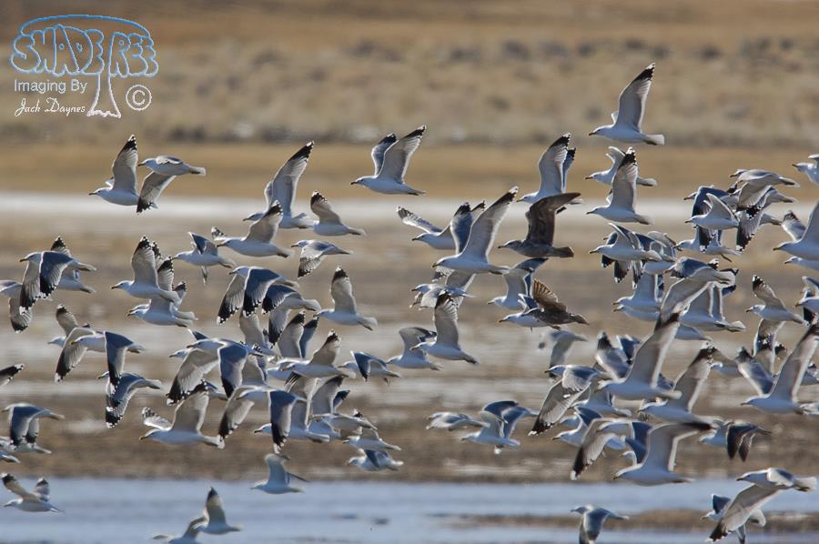 California Gull - Larus californicus