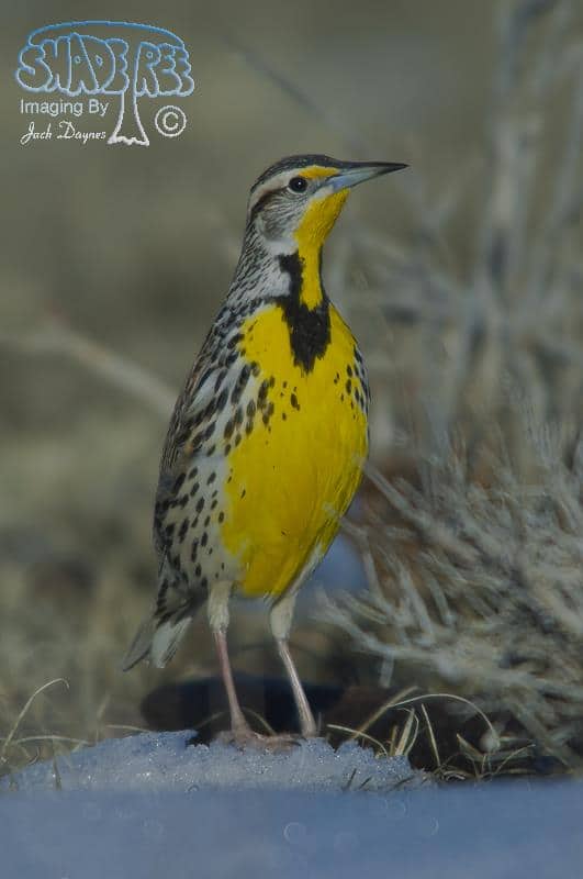 Western Meadowlark - Sturnella neglecta