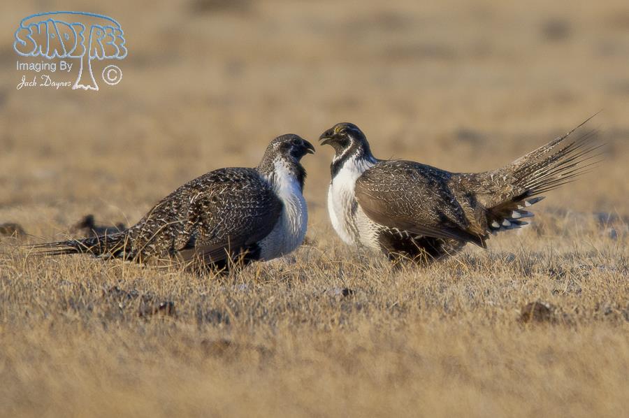 Greater Sage Grouse - Centrocercus urophasianus
