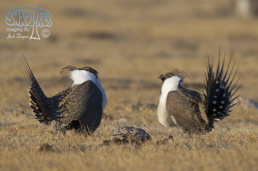 Greater Sage Grouse - Centrocercus urophasianus