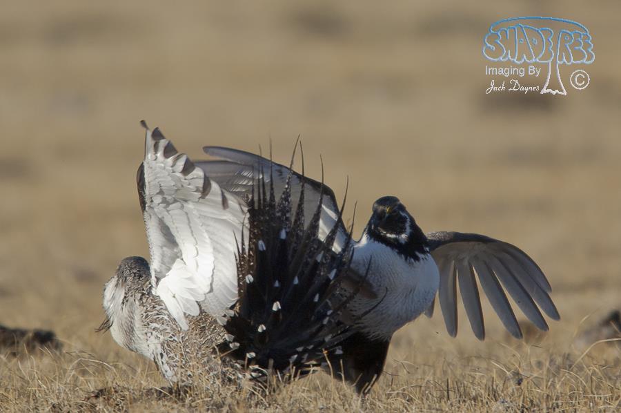 Greater Sage Grouse - Centrocercus urophasianus