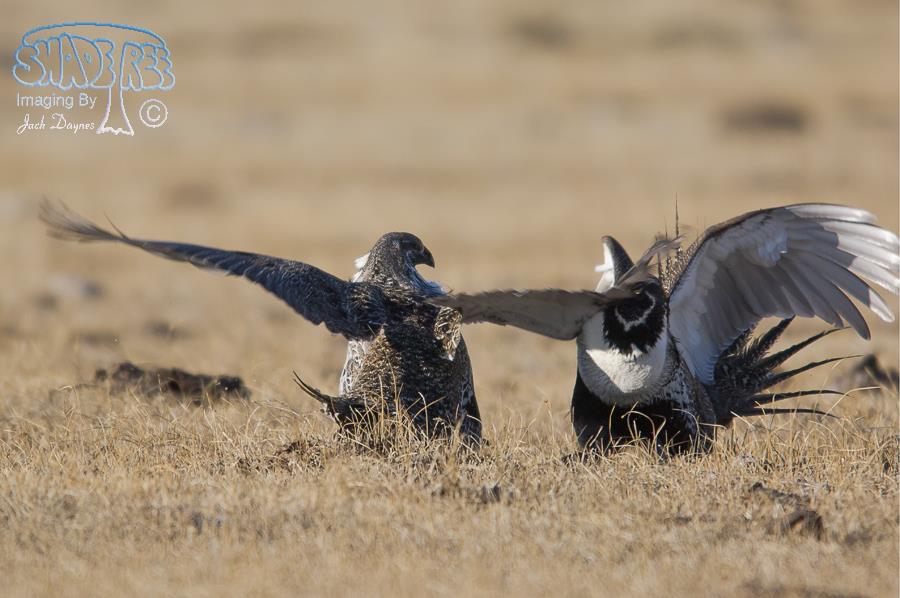 Greater Sage Grouse - Centrocercus urophasianus